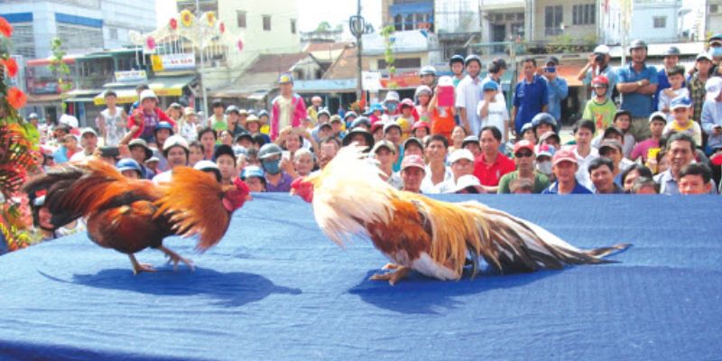 Quy tắc cơ bản không thể bỏ qua khi chơi đá gà tại nhà cái